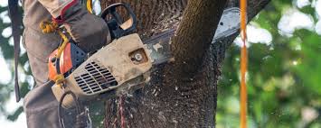 Best Aeration Services  in Shelbyville, KY