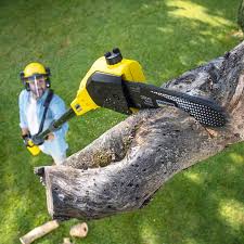 Best Tree and Shrub Care  in Shelbyville, KY