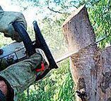 Best Commercial Tree Services  in Shelbyville, KY