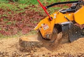 Best Lawn Disease Treatment  in Shelbyville, KY