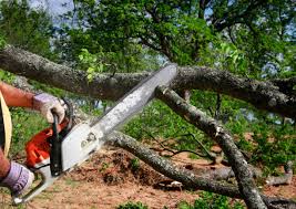 Best Tree Maintenance Programs  in Shelbyville, KY