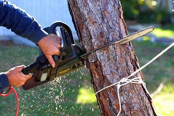 Best Tree Disease Treatment  in Shelbyville, KY