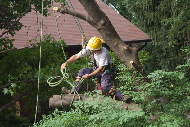 Best Lawn Renovation and Restoration  in Shelbyville, KY