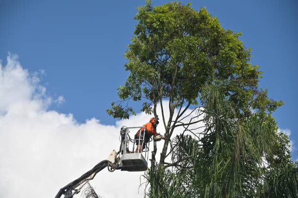 Best Palm Tree Trimming  in Shelbyville, KY