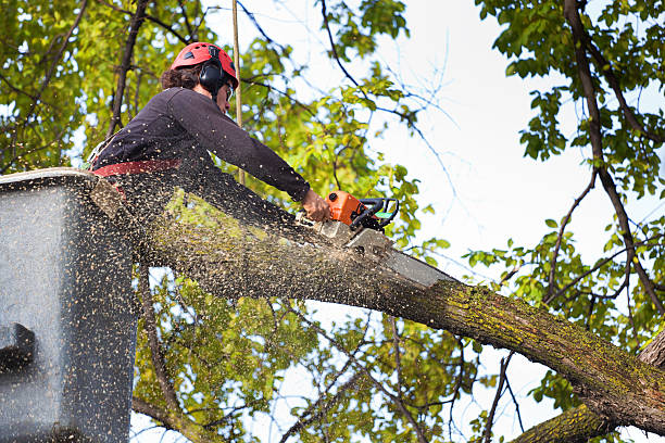 Best Leaf Removal  in Shelbyville, KY