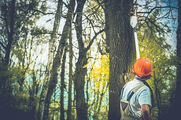 Shelbyville, KY Tree Care Company