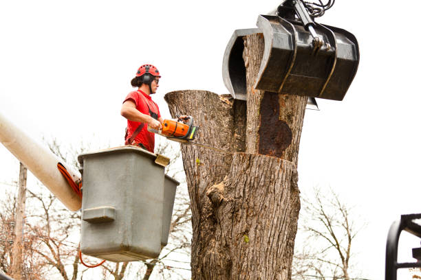 How Our Tree Care Process Works  in  Shelbyville, KY